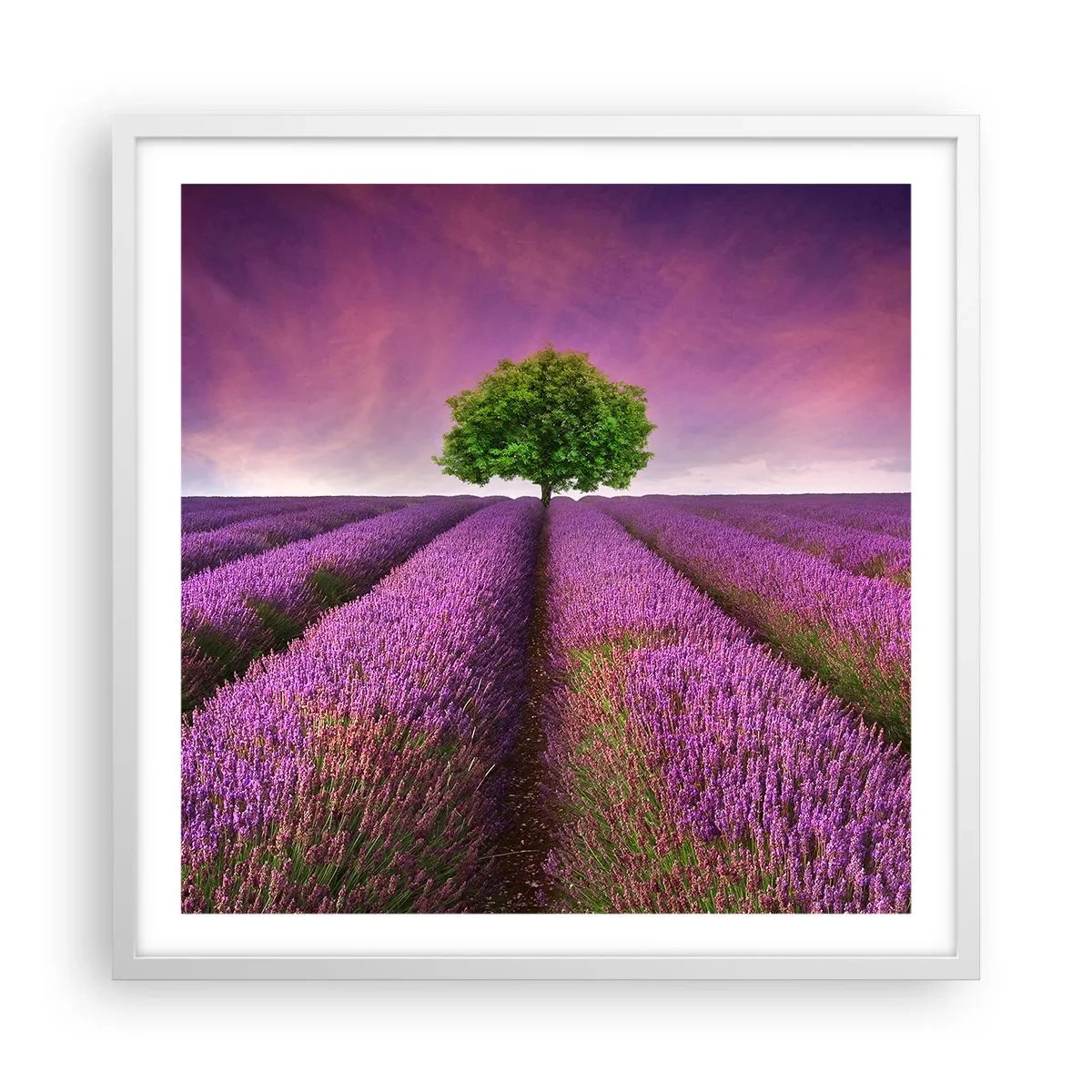 Pôster em moldura branca - Nos campos de lavanda - 60x60 cm