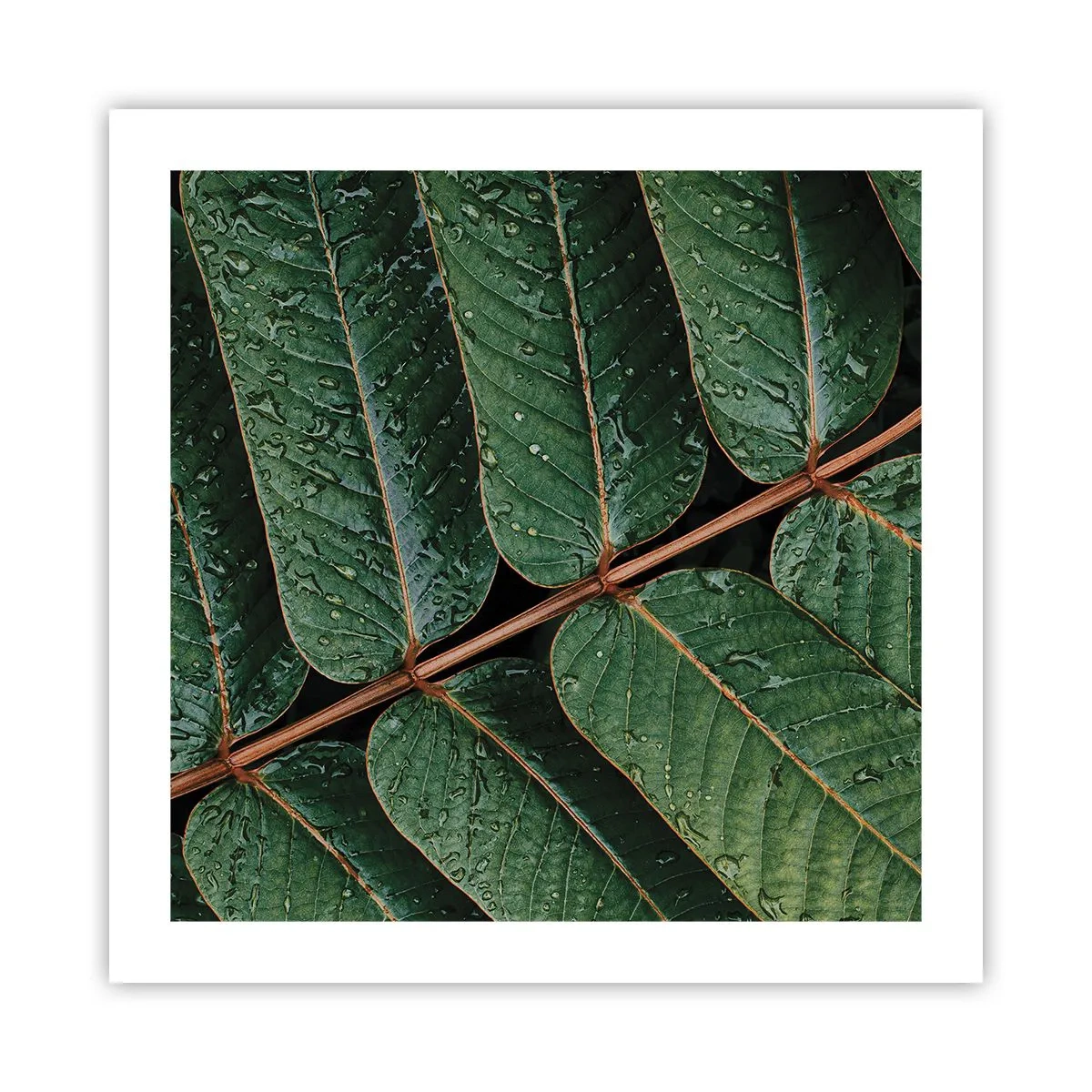 Pôster - Num ritmo verde - 50x50 cm