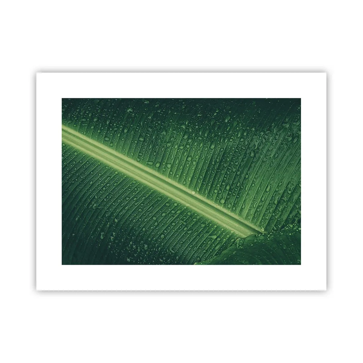 Pôster - A estrutura da vegetação - 40x30 cm