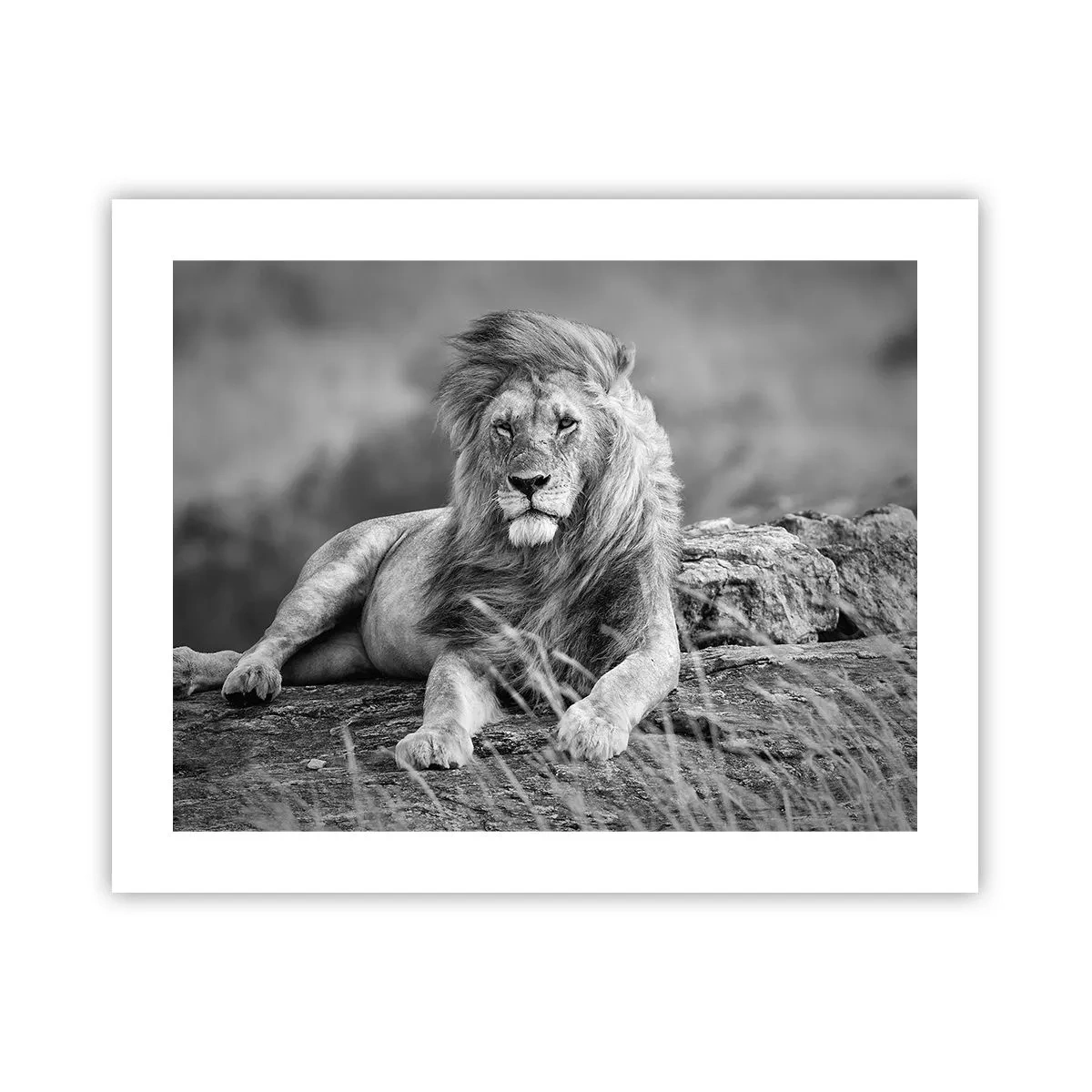 Pôster - Sesta real - 50x40 cm