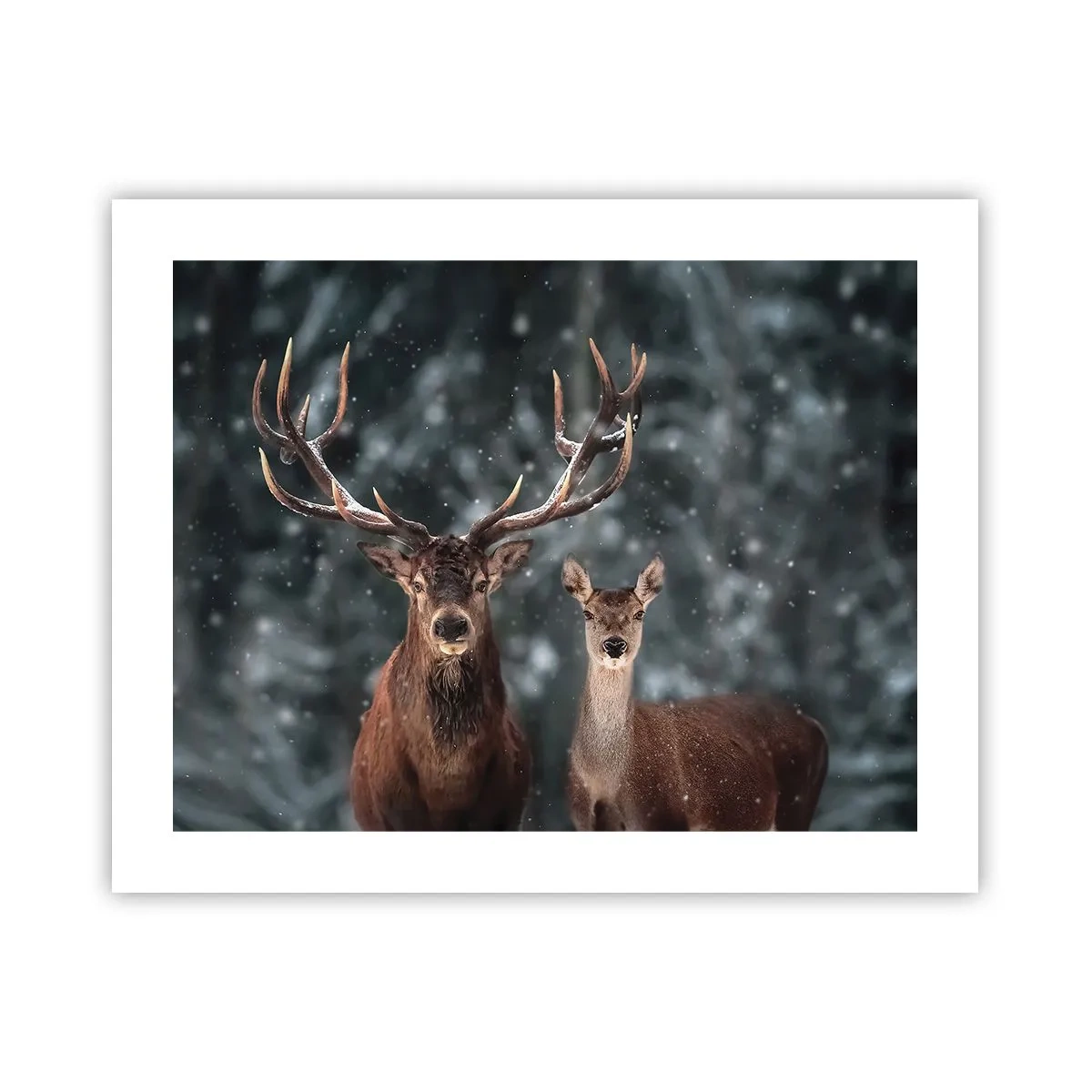 Pôster - O senhor da floresta com sua esposa - 50x40 cm