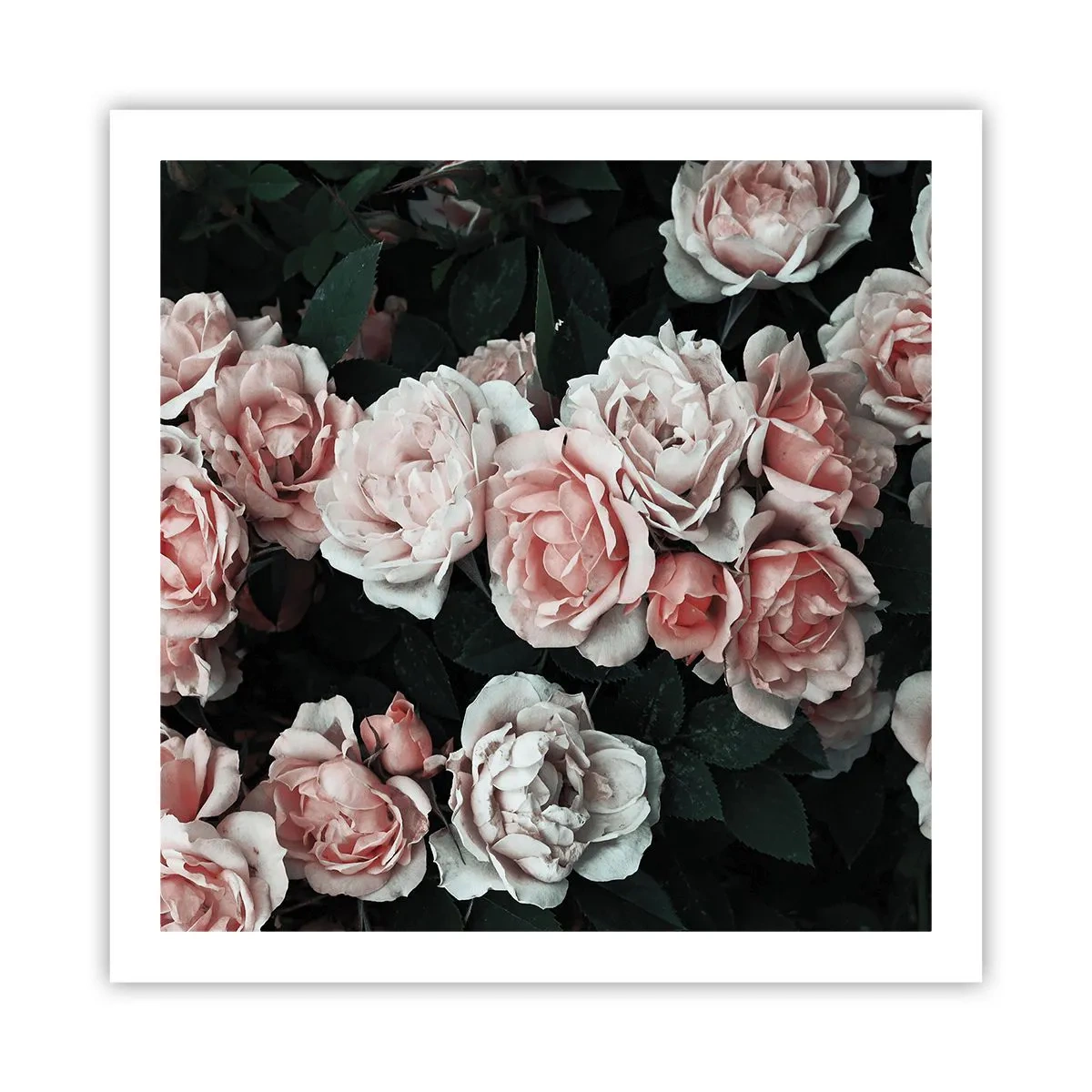 Pôster - Conjuntos de rosas - 60x60 cm