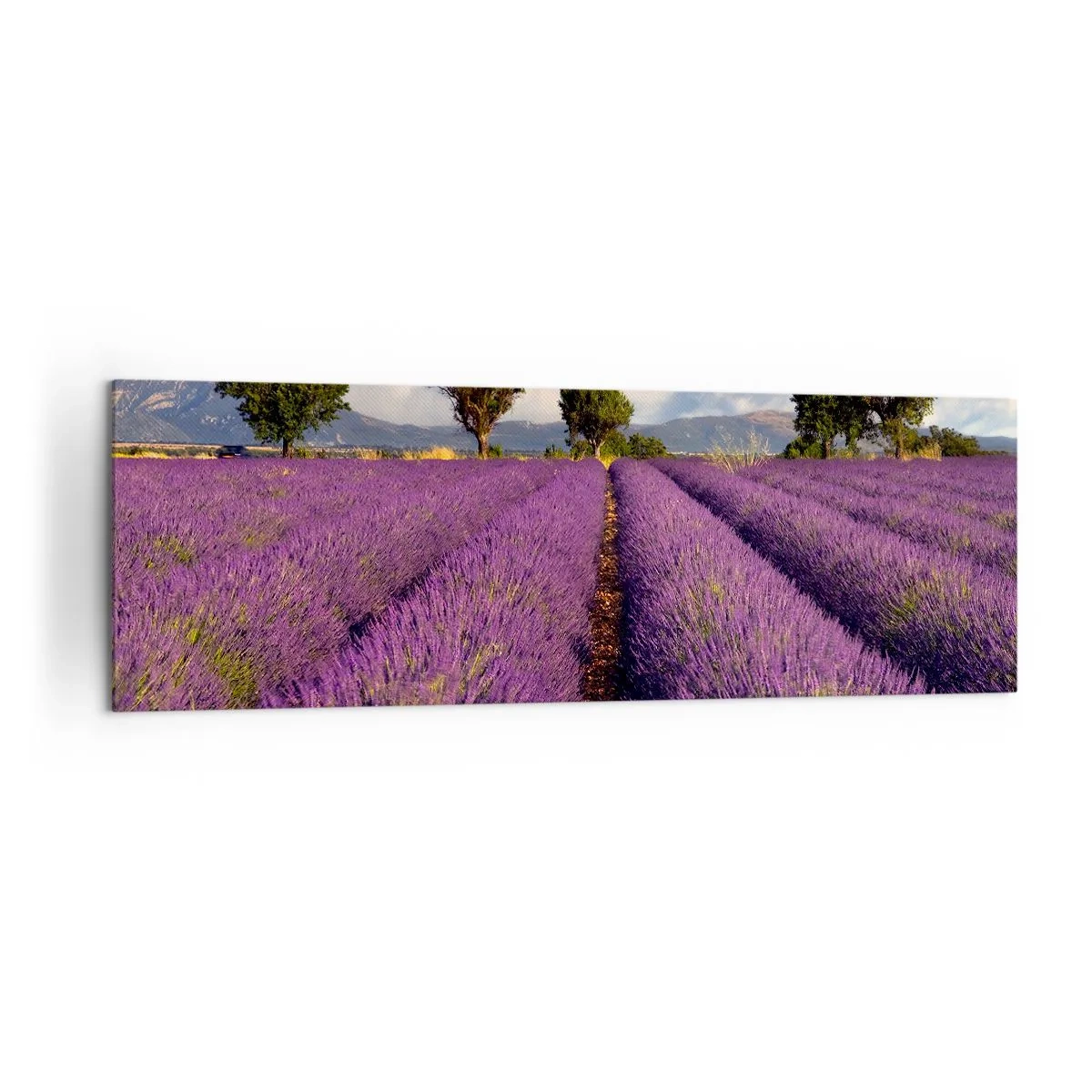 Quadro em tela - Prados de lavanda - 160x50 cm