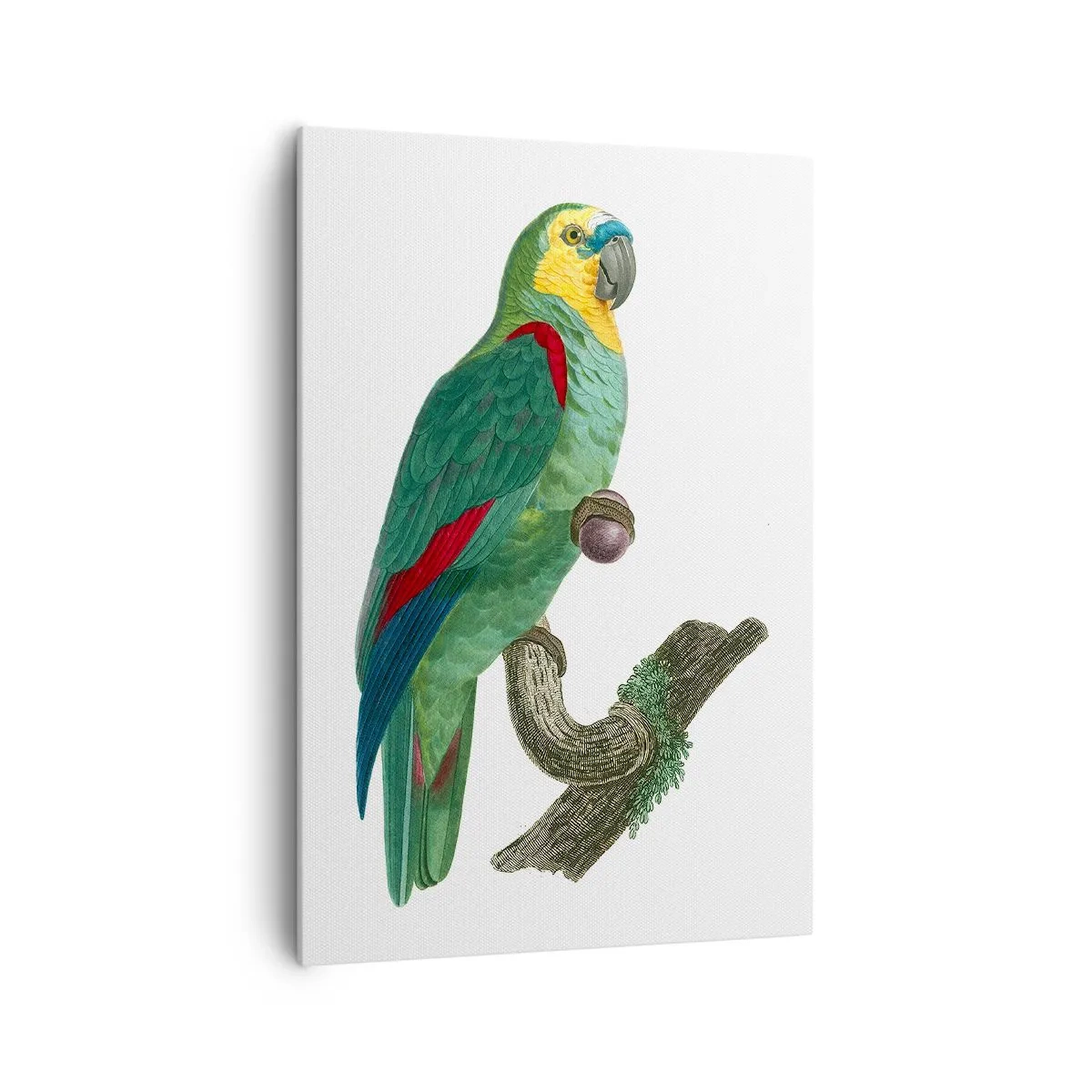 Quadro em tela - Retrato de papagaio - 70x100 cm