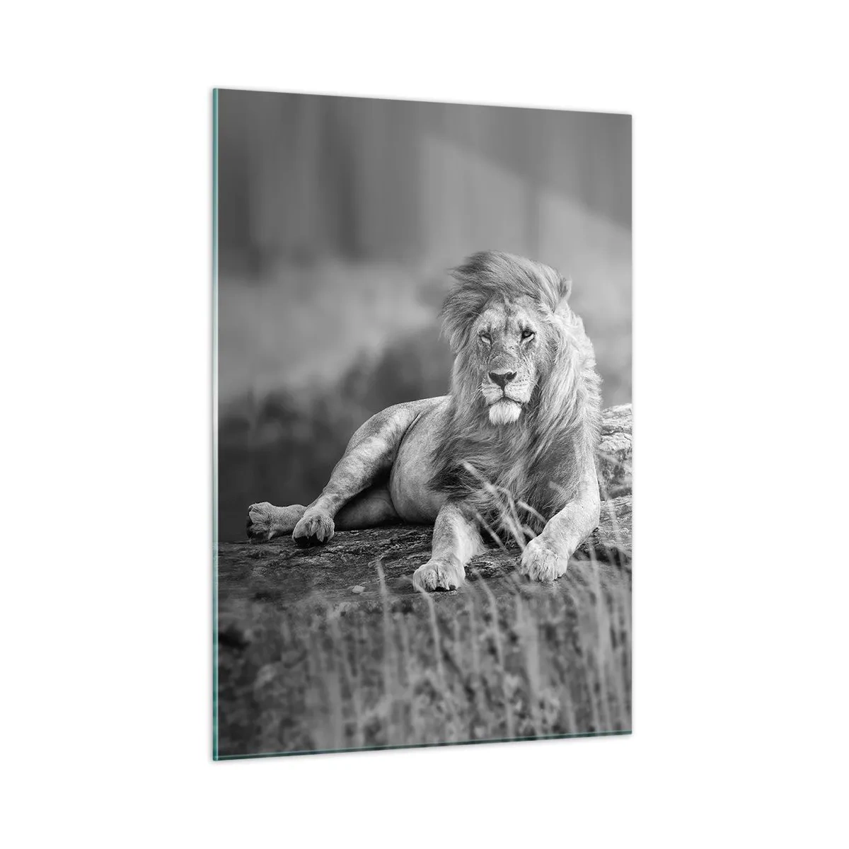 Quadro em vidro - Sesta real - 50x70 cm