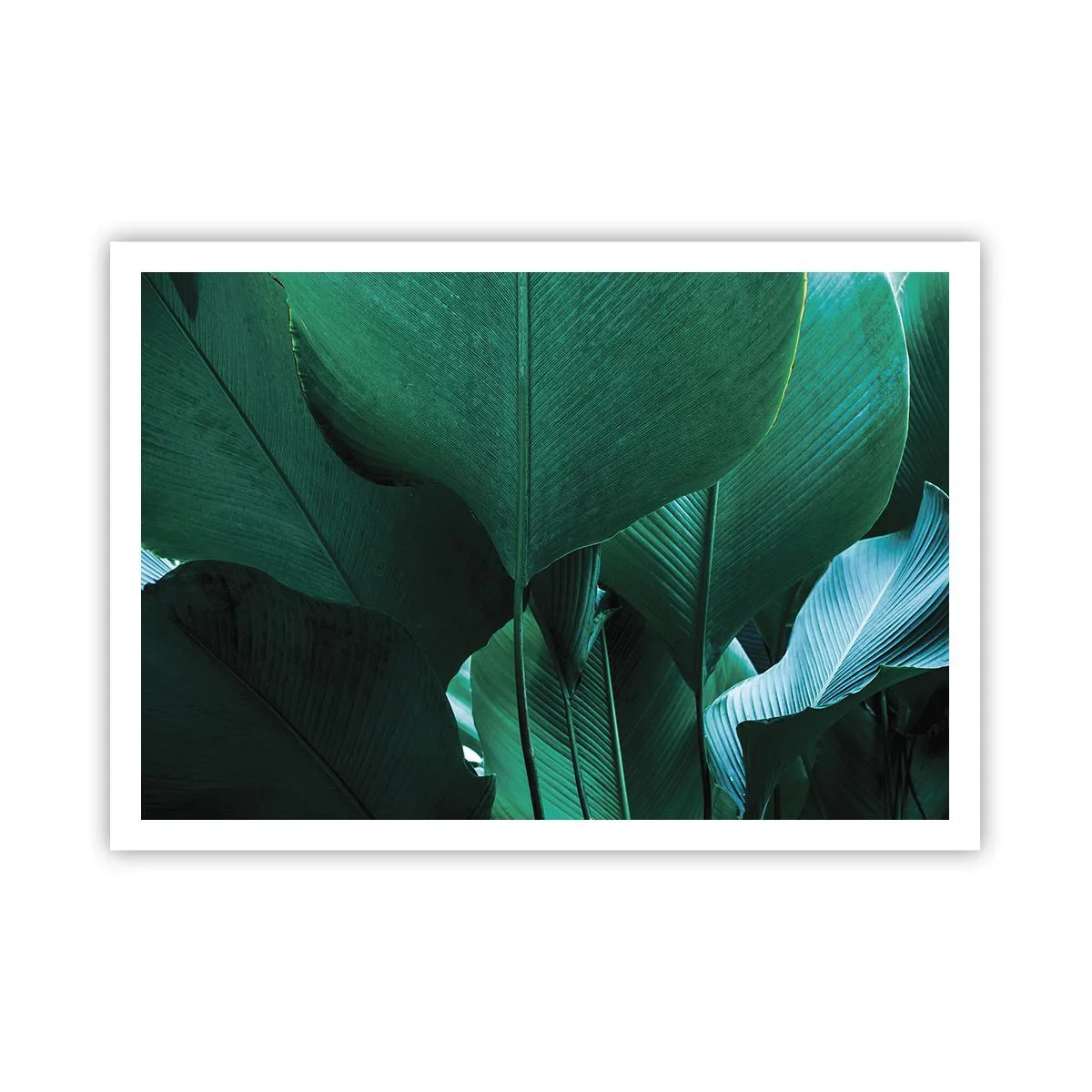 Pôster - De frente para a luz - 100x70 cm