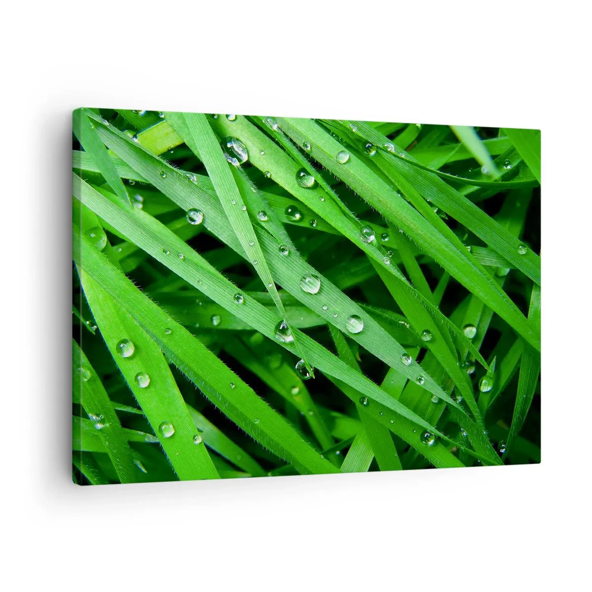Quadro em tela - Close-up de folhas verdes de grama com gotas de orvalho - 70x50cm - Jogue no verde - Decoração de parede moderna para a sala de estar e quarto ARTTOR