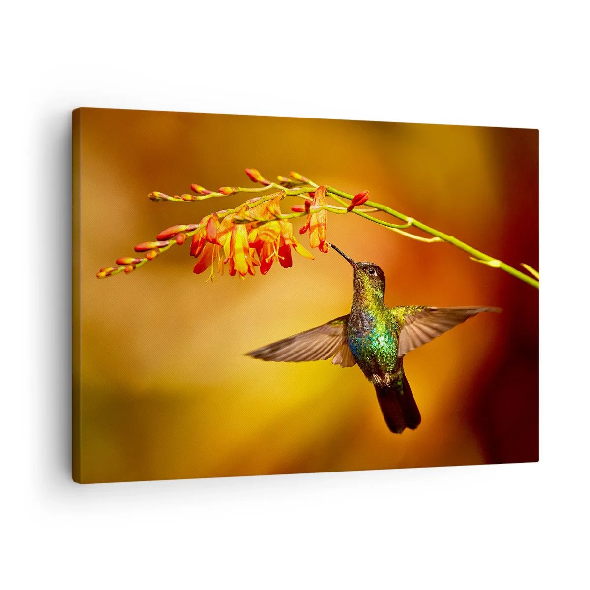 Quadro em tela - Beija-flor perto de uma flor na luz quente - 70x50cm - Mensageiro Maia da Luz - Decoração de parede moderna para a sala de estar e quarto ARTTOR