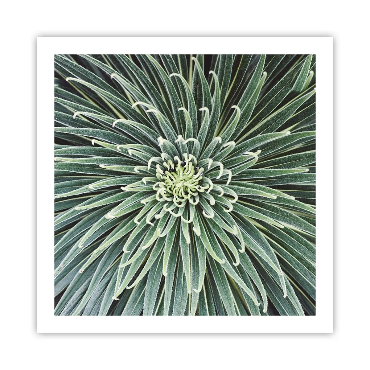 Pôster - Nasce uma estrela - 60x60 cm