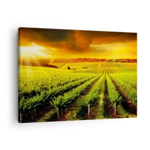 Quadro em tela - Vinhas douradas iluminadas pelos raios do sol - 70x50cm - Sob o sol australiano - Decoração de parede moderna para a sala de estar e quarto ARTTOR