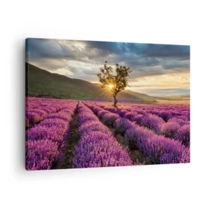 Quadro em tela - Um campo de lavanda com uma árvore solitária ao pôr do sol - 70x50cm - Aroma lilás - Decoração de parede moderna para a sala de estar e quarto ARTTOR
