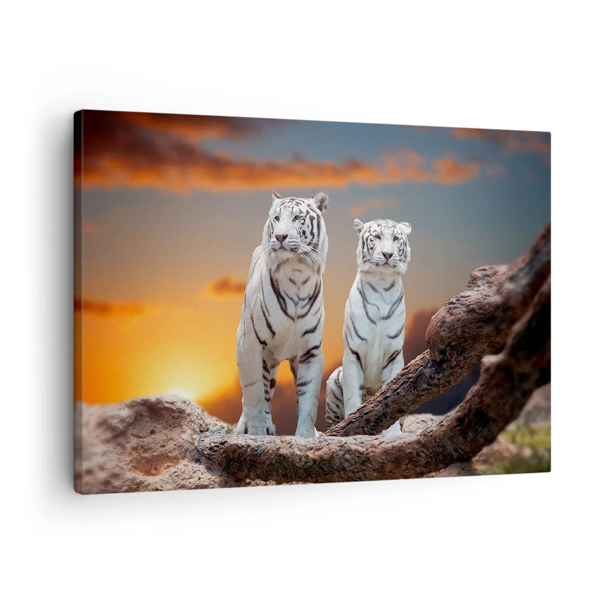 Quadro em tela - Tigres brancos no pôr do sol tendo como pano de fundo a natureza - 70x50cm - Tal como em Nárnia - Decoração de parede moderna para a sala de estar e quarto ARTTOR