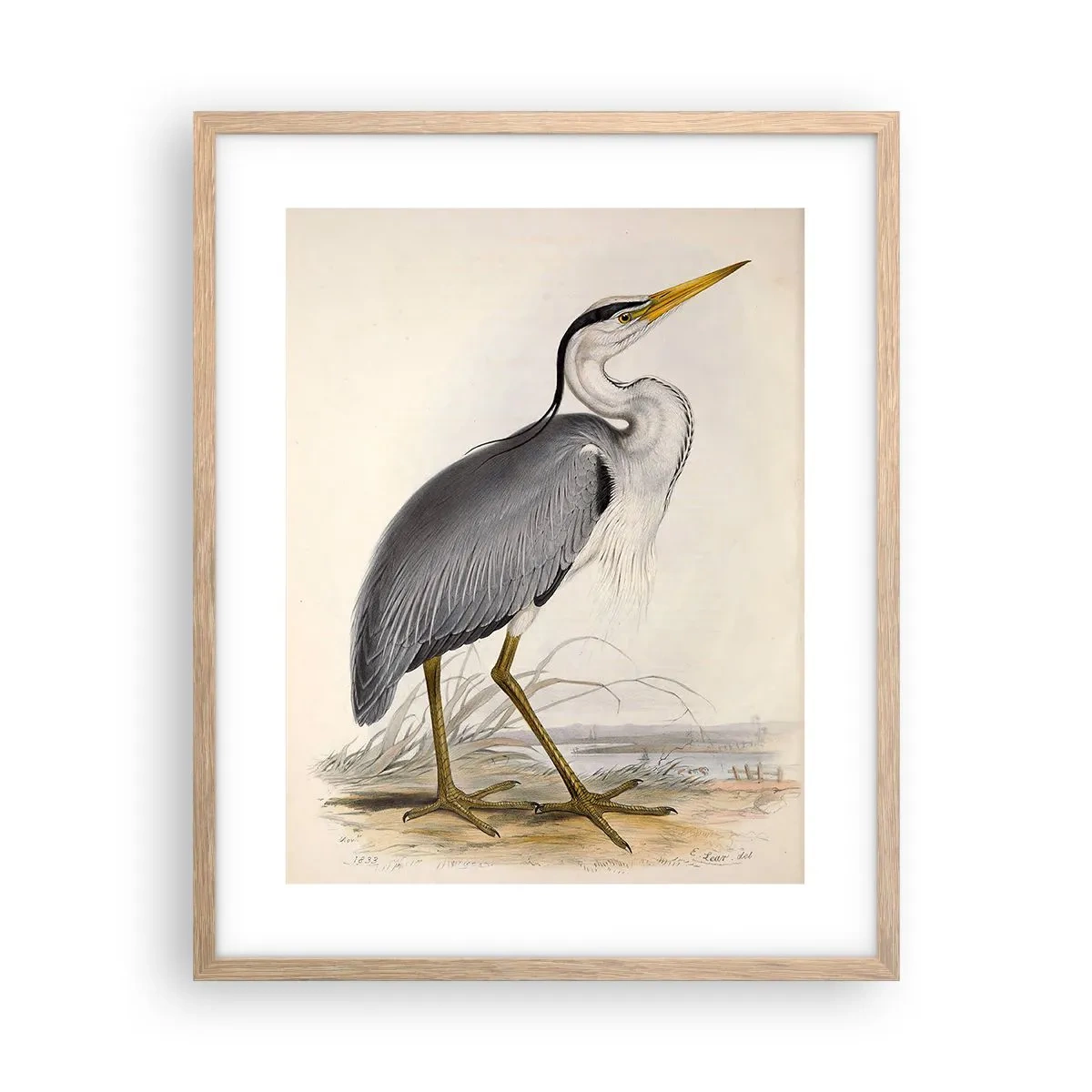 Pôster com moldura de carvalho claro - Graça de garça - 40x50 cm