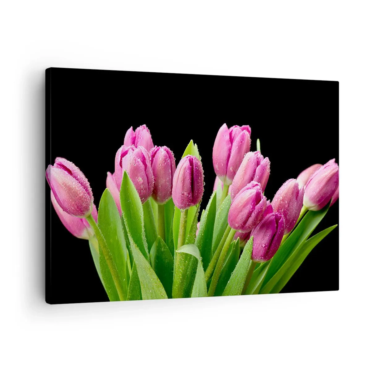 Quadro em tela - Tulipas cor de rosa com gotas de orvalho em um fundo preto - 70x50cm - Alegria lilás da primavera - Decoração de parede moderna para a sala de estar e quarto ARTTOR