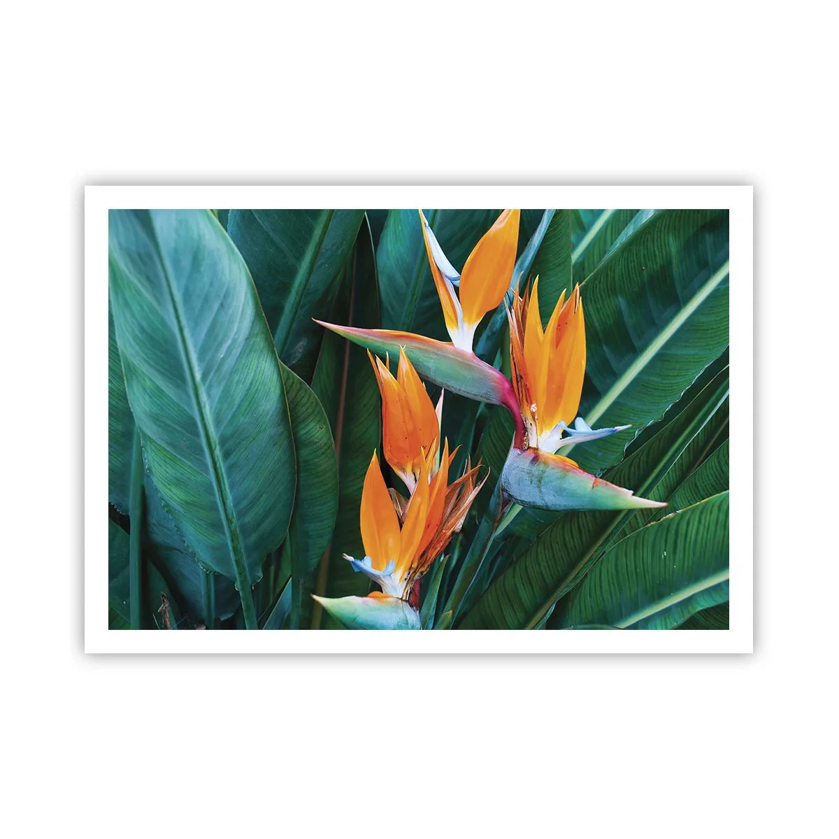 Pôster - É uma flor ou é um pássaro? - 100x70 cm