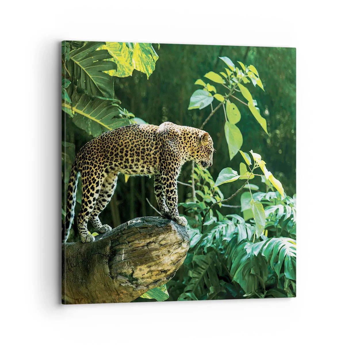 Quadro em tela - Vamos caçar? - 70x70 cm