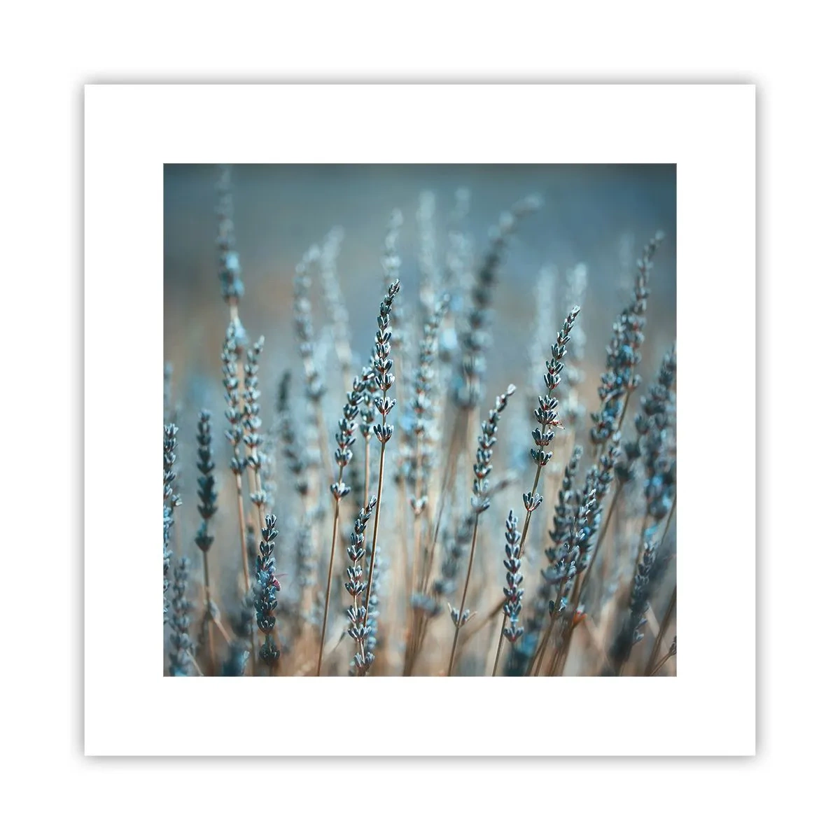 Pôster - Prado perfumado - 30x30 cm