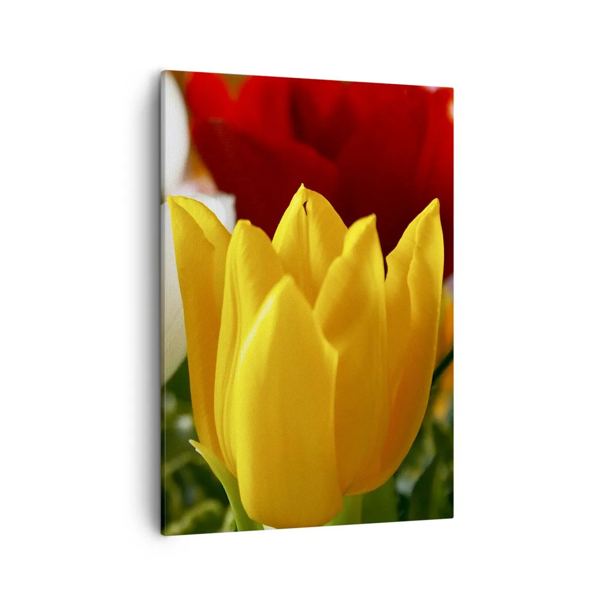 Quadro em tela - Febre das tulipas - 50x70 cm