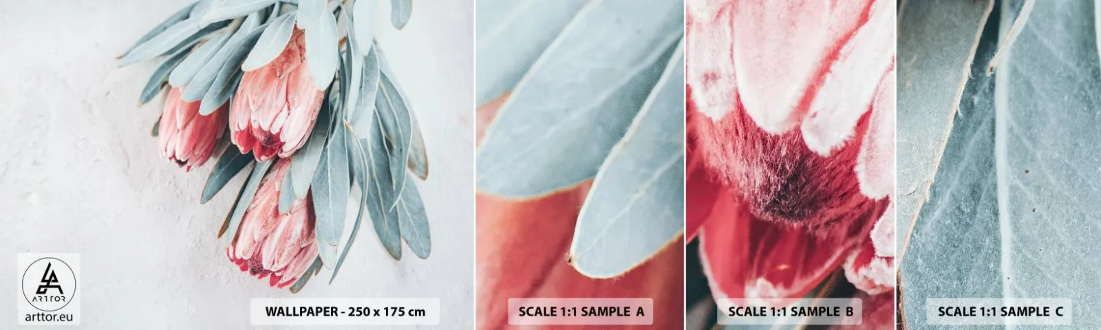 Amostra de Papel de Parede Standard Eco - Envergonhadas da sua própria beleza - Flor, Protea Real, África - 100x30 cm