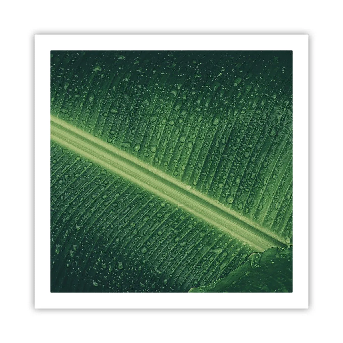 Pôster - A estrutura da vegetação - 60x60 cm
