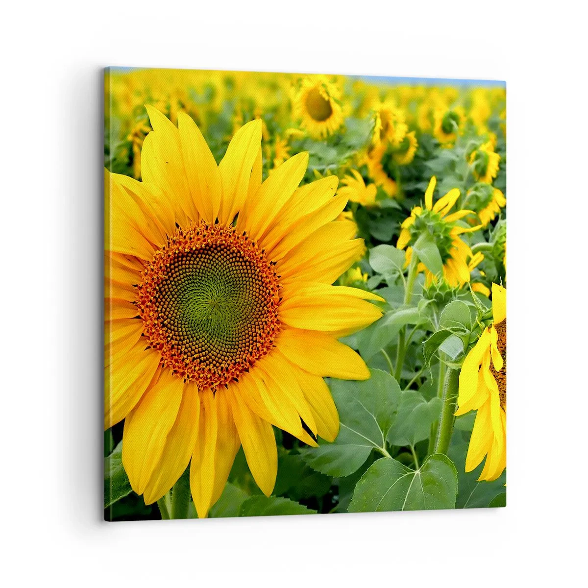 Quadro em tela - Centenas de sóis brilharam - 60x60 cm