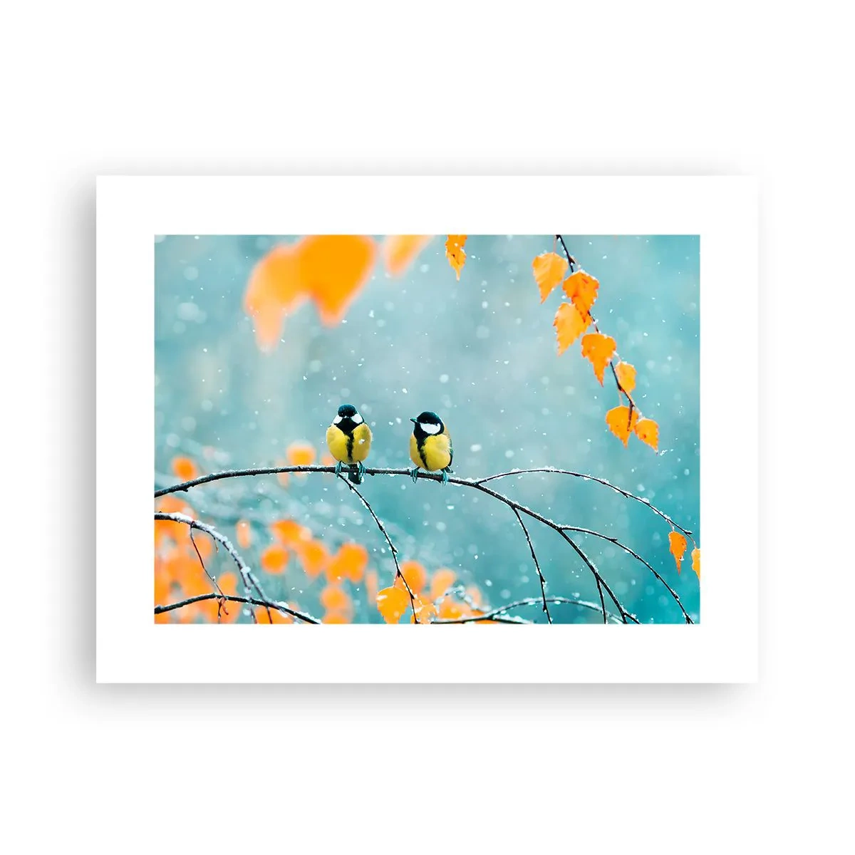 Pôster - Fofoca de pássaros - 40x30 cm