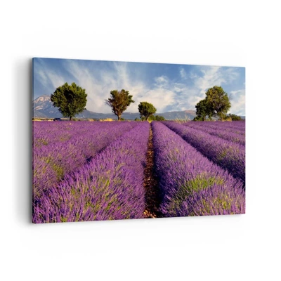 Quadro em tela - Prados de lavanda - 100x70 cm