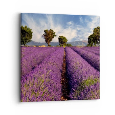 Quadro em tela - Prados de lavanda - 40x40 cm