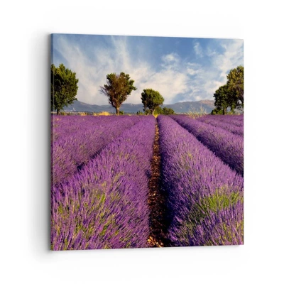 Quadro em tela - Prados de lavanda - 70x70 cm