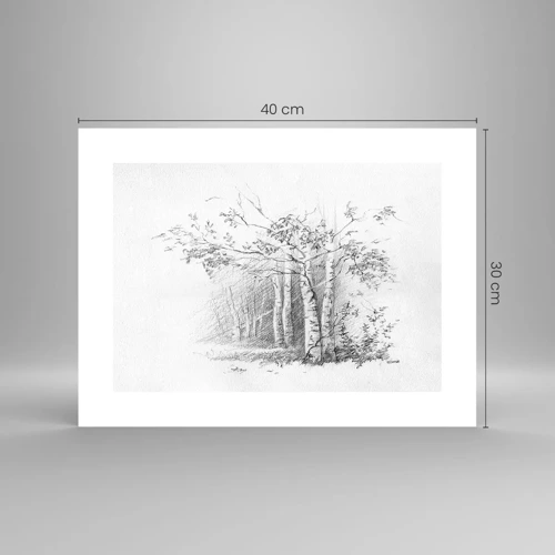 Pôster - Luz da floresta de bétulas - 40x30 cm