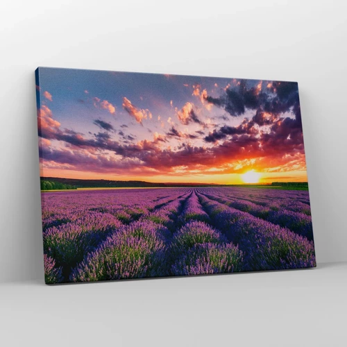 Quadro em tela - O mundo da lavanda - 70x50 cm