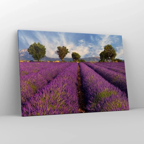 Quadro em tela - Prados de lavanda - 100x70 cm