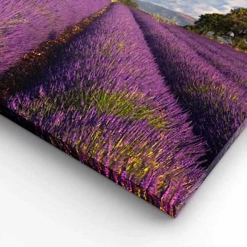 Quadro em tela - Prados de lavanda - 100x70 cm