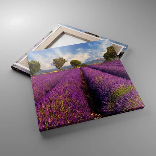 Quadro em tela - Prados de lavanda - 40x40 cm