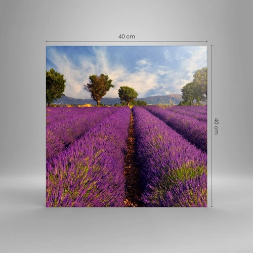 Quadro em tela - Prados de lavanda - 40x40 cm