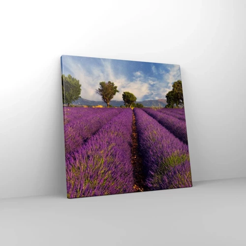 Quadro em tela - Prados de lavanda - 40x40 cm