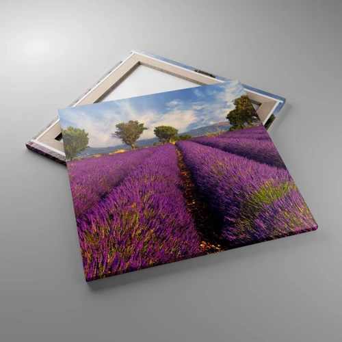 Quadro em tela - Prados de lavanda - 60x60 cm