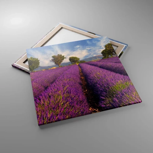 Quadro em tela - Prados de lavanda - 70x70 cm