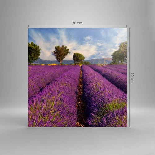 Quadro em tela - Prados de lavanda - 70x70 cm