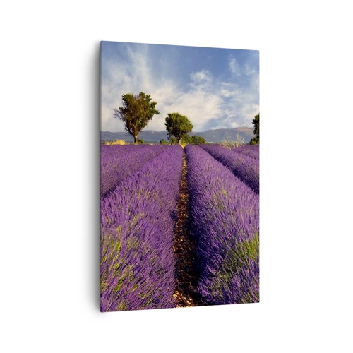 Quadro em tela - Prados de lavanda - 80x120 cm