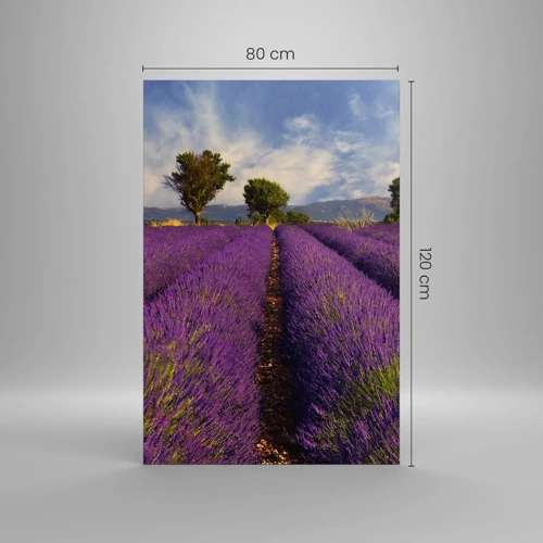 Quadro em tela - Prados de lavanda - 80x120 cm